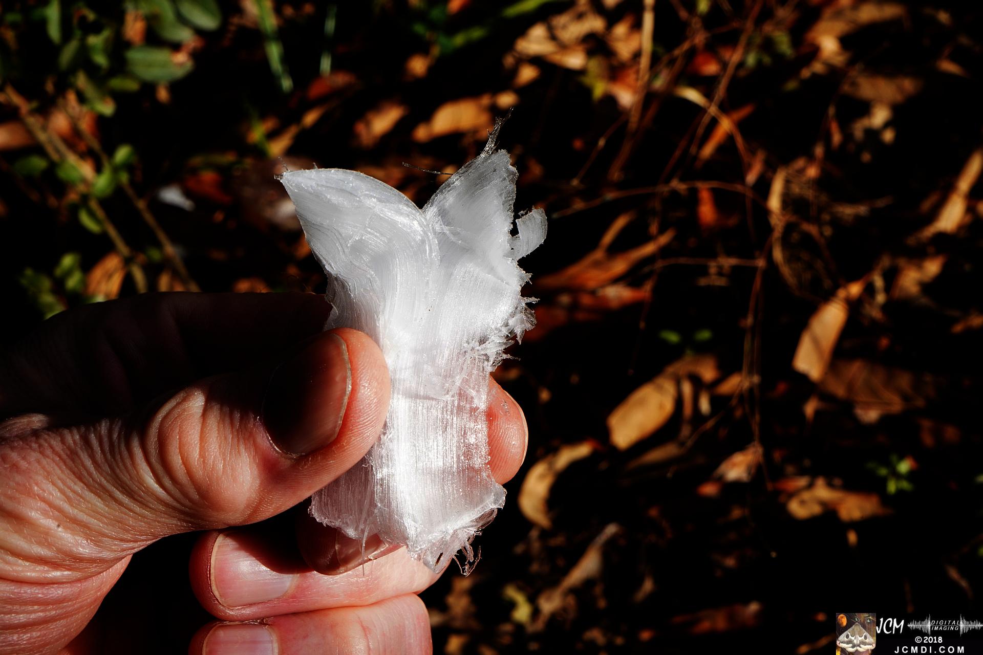 Ice Flowers at Old Hickory Lake, TN
